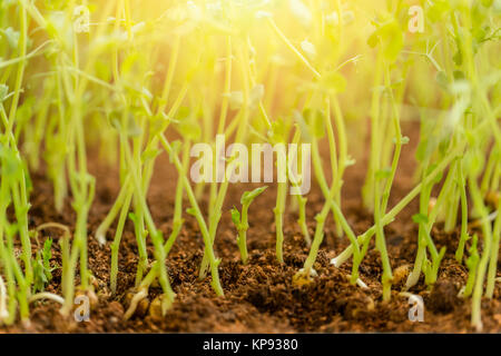Green plant sprout avec lumière du soleil pour la croissance future du concept de démarrage Banque D'Images
