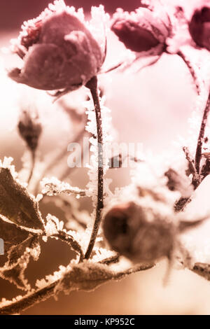 Roses rouges couvertes de givre Banque D'Images