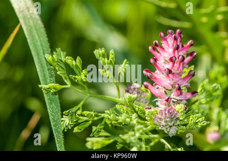 Vue rapprochée de fumeterre, Fumaria officinalis commune Banque D'Images