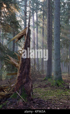 Peuplement résineux de la forêt de Bialowieza en matinée Banque D'Images