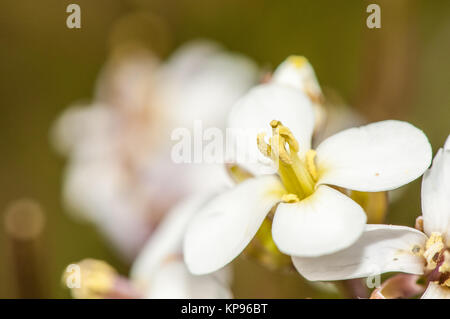 Le Diplotaxis erucoides (wallrocket blanc) Banque D'Images