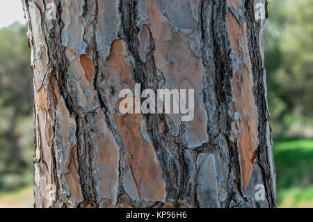 Vue rapprochée de l'écorce de la pierre pine, Pinus pinea. Santpedor, Catalogne, Espagne Banque D'Images