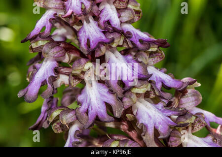 Vue rapprochée d'une Barlia robertiana ou orchidée, Himantoglossum robertianum géant Banque D'Images