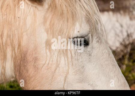 Vue rapprochée d'un cheval de Camargue (Equus ferus), Santpedor, Catalogne, Espagne Banque D'Images