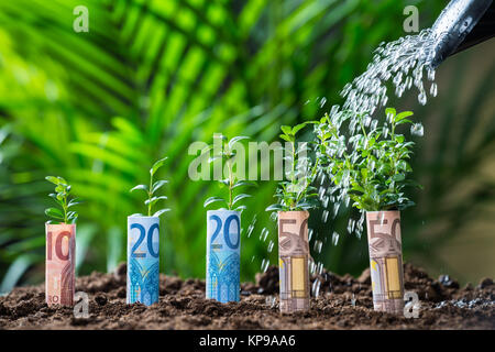 On verse l'eau sur les plantes avec de l'introduction des billets Banque D'Images