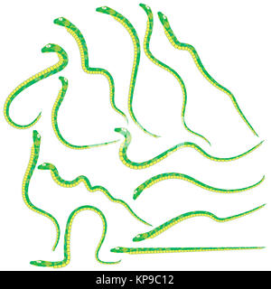 La Couleuvre verte Set Banque D'Images