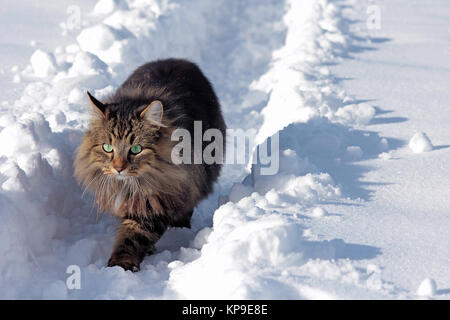 Une jolie jeune,chat des forêts norvégiennes dans la neige Banque D'Images