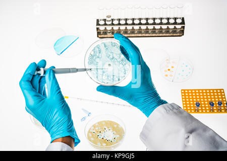 Neurone dans une boîte de Petri illustrant la recherche sur la maladie d'Alzheimer et d'autres troubles du cerveau. Banque D'Images