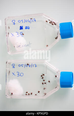 L'étude et l'analyse de la tique Amblyomma variegatum ( ) par le laboratoire de santé animale de l'Anses (Agence nationale de la sécurité alimentaire nationale sanitaire) de Banque D'Images