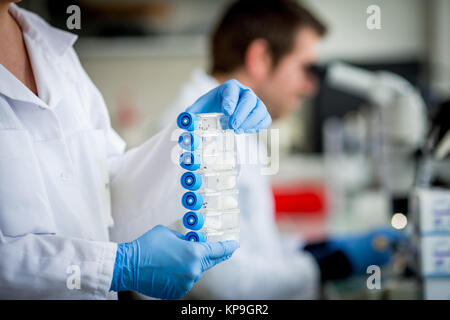 L'étude et l'analyse de la tique Amblyomma variegatum ( ) par le laboratoire de santé animale de l'Anses (Agence nationale de la sécurité alimentaire nationale sanitaire) de Banque D'Images