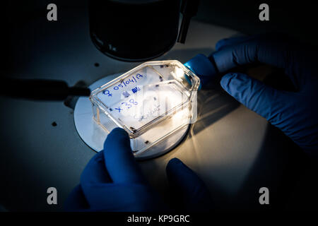 L'étude et l'analyse de la tique Amblyomma variegatum ( ) par le laboratoire de santé animale de l'Anses (Agence nationale de la sécurité alimentaire nationale sanitaire) de Banque D'Images