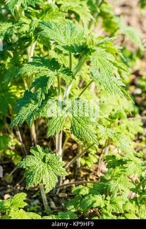 Agripaume (Leonurus cardiaca), utilisé en phytothérapie comme tonique pour traiter des palpitations de coeur et comme antispasmodique. Banque D'Images