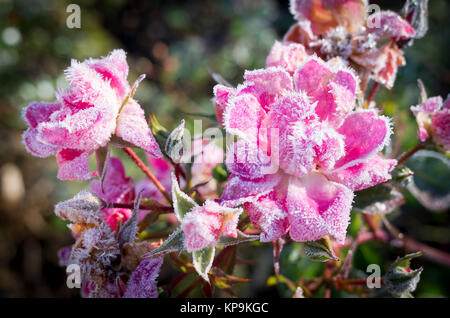 Cluster dépoli Fleur Fleur Rose rose Tapis en décembre 2017 au Royaume-Uni Banque D'Images