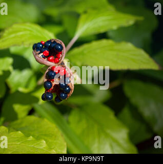 Les fruits de Paeonia anomala Banque D'Images