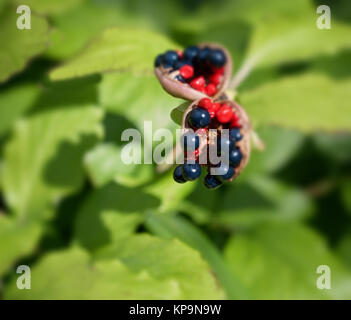 Les fruits de Paeonia anomala Banque D'Images