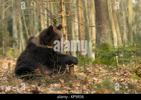 Ours brun européen Europaeischer / Braunbaer ( Ursus arctos ), ludique jeune cub, assis dans la forêt, jouer avec un petit arbre, de l'Europe. Banque D'Images