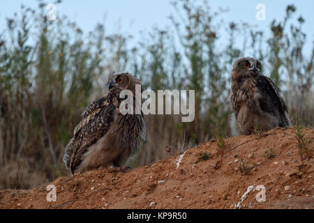 Grand Owl Bubo bubo / Owls ( ), les jeunes oiseaux, perchée sur une petite colline, au crépuscule, lumière douce, dans un cadre naturel, de la faune, de l'Europe. Banque D'Images