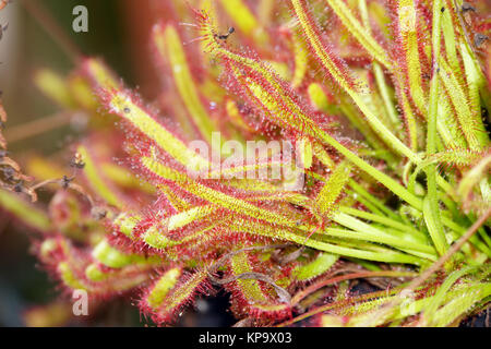 Roter Kap Sonnentau - Drosera capensis, Lucca, Toscane, Italie Banque D'Images