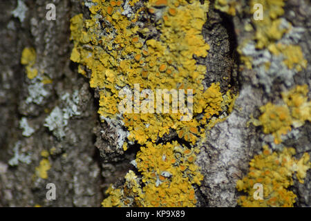 Lichen jaune sur l'écorce des arbres Banque D'Images