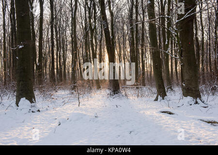 Matin d'hiver dans Normanshill Woods, Lancashire England UK Banque D'Images