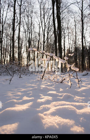 Matin d'hiver dans Normanshill Woods, Lancashire England UK Banque D'Images