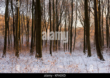 Matin d'hiver dans Normanshill Woods, Lancashire England UK Banque D'Images