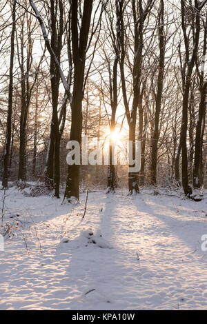 Matin d'hiver dans Normanshill Woods, Lancashire England UK Banque D'Images