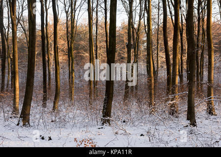 Matin d'hiver dans Normanshill Woods, Lancashire England UK Banque D'Images