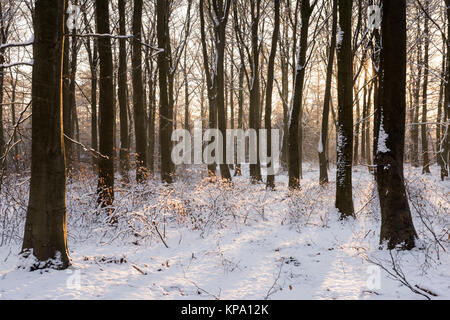 Matin d'hiver dans Normanshill Woods, Lancashire England UK Banque D'Images