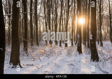 Matin d'hiver dans Normanshill Woods, Lancashire England UK Banque D'Images