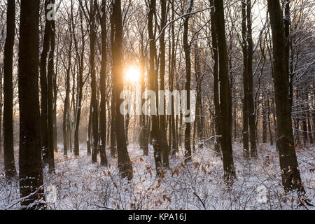 Matin d'hiver dans Normanshill Woods, Lancashire England UK Banque D'Images