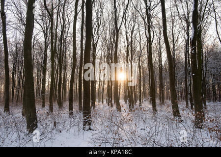 Matin d'hiver dans Normanshill Woods, Lancashire England UK Banque D'Images