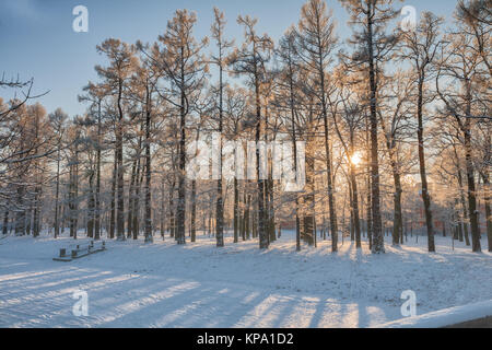 Low winter sun brille à travers arbres couverts de neige dans le parc, Saint-Pétersbourg, Russie Banque D'Images