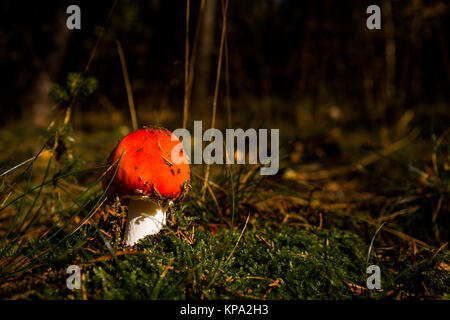 Toadstool dans les forêts de conifères avec lichstimmung Banque D'Images