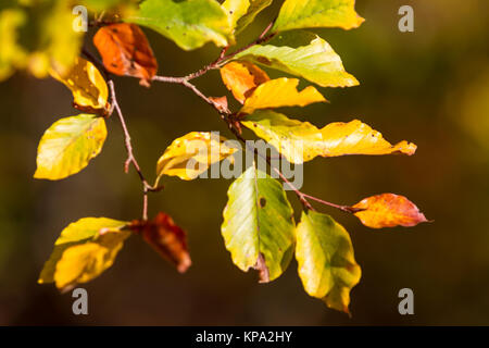 Herbstfarben rapport Laub der Buche Banque D'Images