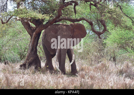 Les éléphants dans le parc national Amboseli près de Kilimandjaro au Kenya. Banque D'Images