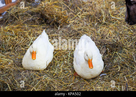 Paire de canards blancs assis sur le foin. Paire de canards de Pékin Banque D'Images