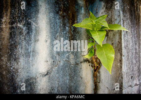 Petit arbre banyan est de plus en plus sur le mur Banque D'Images