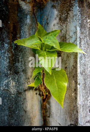 Petit arbre banyan est de plus en plus sur le mur Banque D'Images