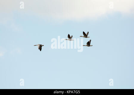 Oie cendrée volant au-dessus du lac (voir Rietzer Rietz), une réserve naturelle près de la ville de Brandebourg dans le nord-est de l'Allemagne Banque D'Images