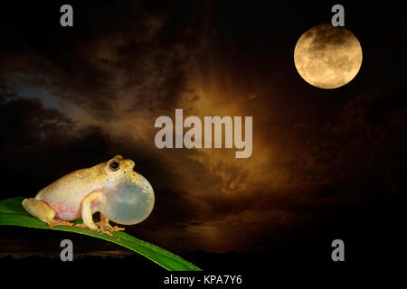 Reed peint grenouille et lune Banque D'Images