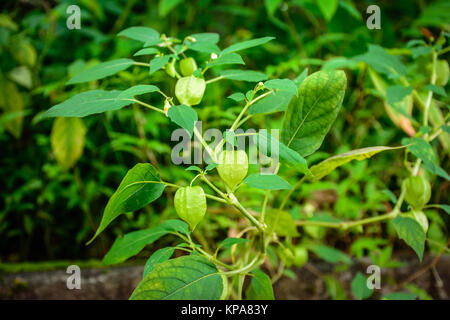 La photo en gros plan des petits physalis plante, avec des fruits Banque D'Images