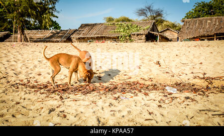 Deux chiens jouent sur le sable à la plage Banque D'Images