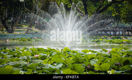 Fontaine au centre du lotus, dans le jardin Banque D'Images