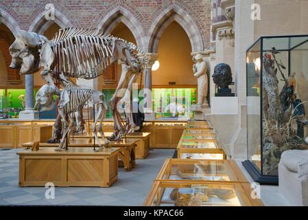 Des squelettes d'éléphants et d'autres s'affiche dans l'Oxford University Museum of Natural History, UK Banque D'Images
