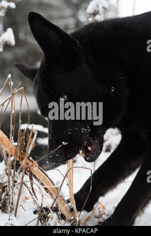 Un chien noir à la recherche dans l'objectif Banque D'Images