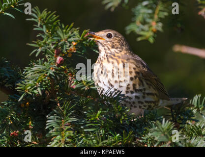 Des profils Grive musicienne (Turdus philomelos) perchées dans un arbre se nourrir fruiit en hiver, dans le West Sussex, Angleterre, Royaume-Uni. Banque D'Images