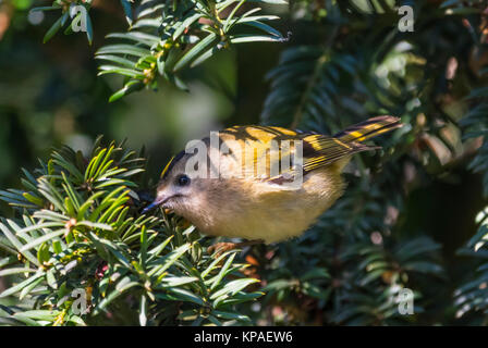 Hot bird Goldcrest (Regulus regulus), un petit oiseau, perché dans un arbre près de l'eau à la recherche de nourriture en hiver dans le West Sussex, Angleterre, Royaume-Uni. Banque D'Images