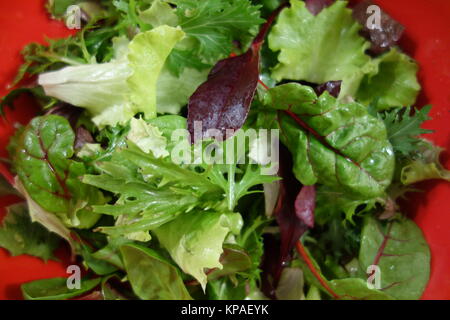 Salade Mélangée dans un bol rouge Banque D'Images