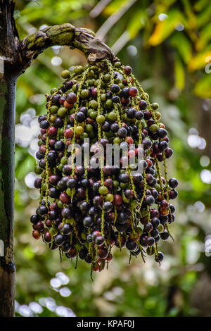 Photo portrait de palm tree fruit dans le jardin Banque D'Images